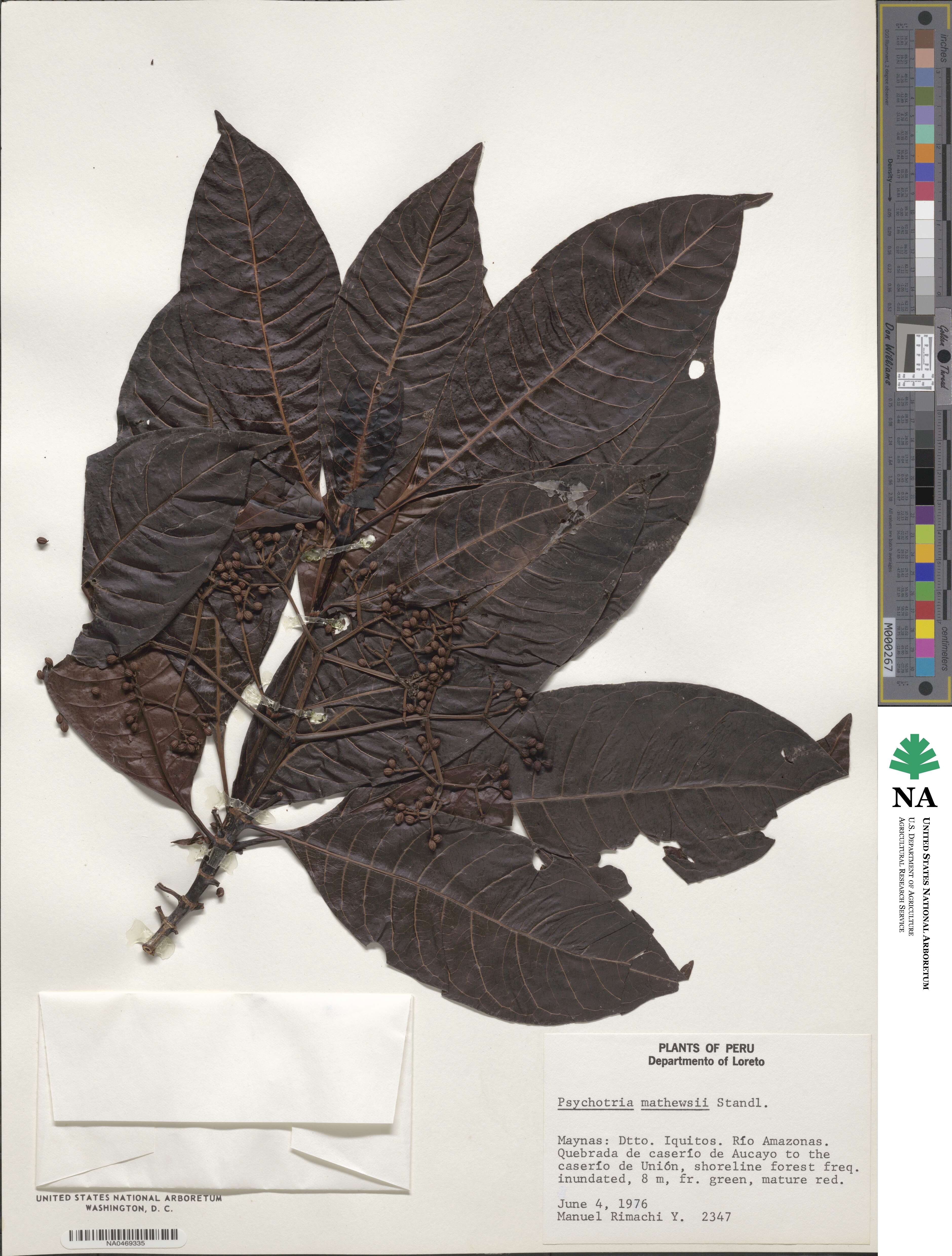 Psychotria guianensis image