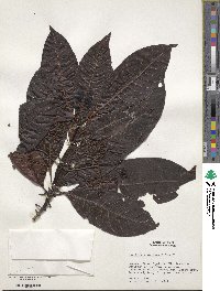 Psychotria guianensis image