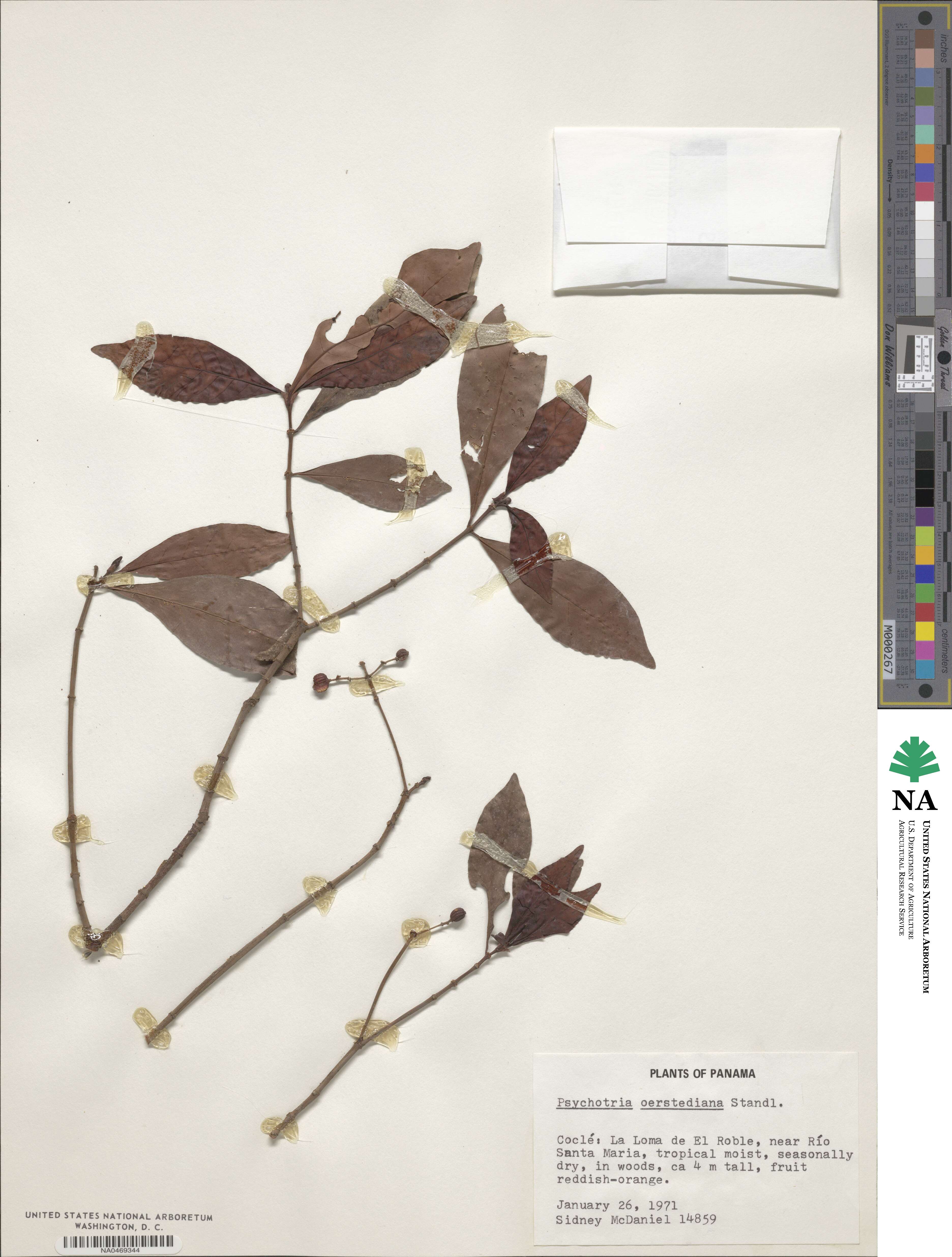 Psychotria subsessilis image