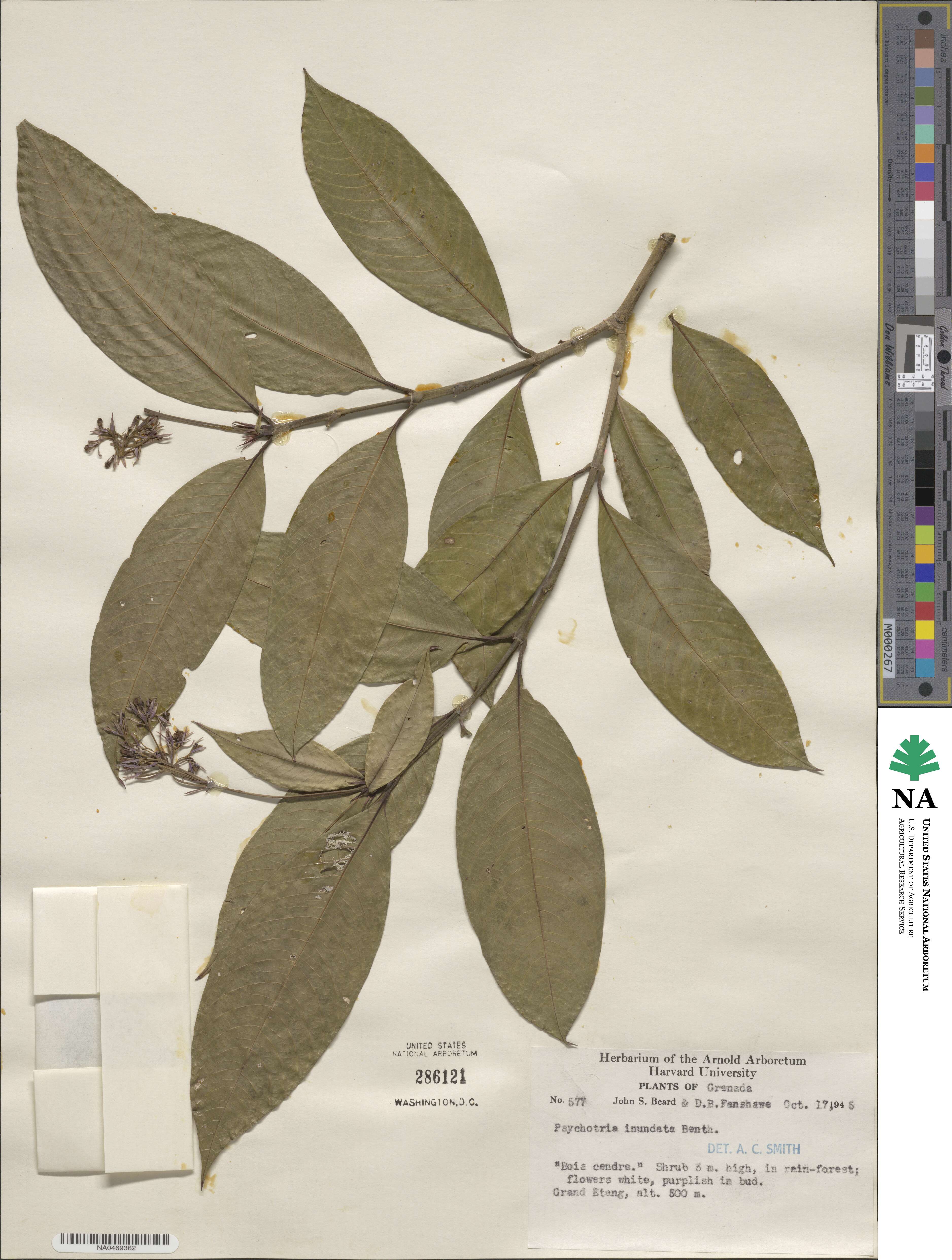 Psychotria inundata image