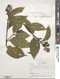 Psychotria patens image