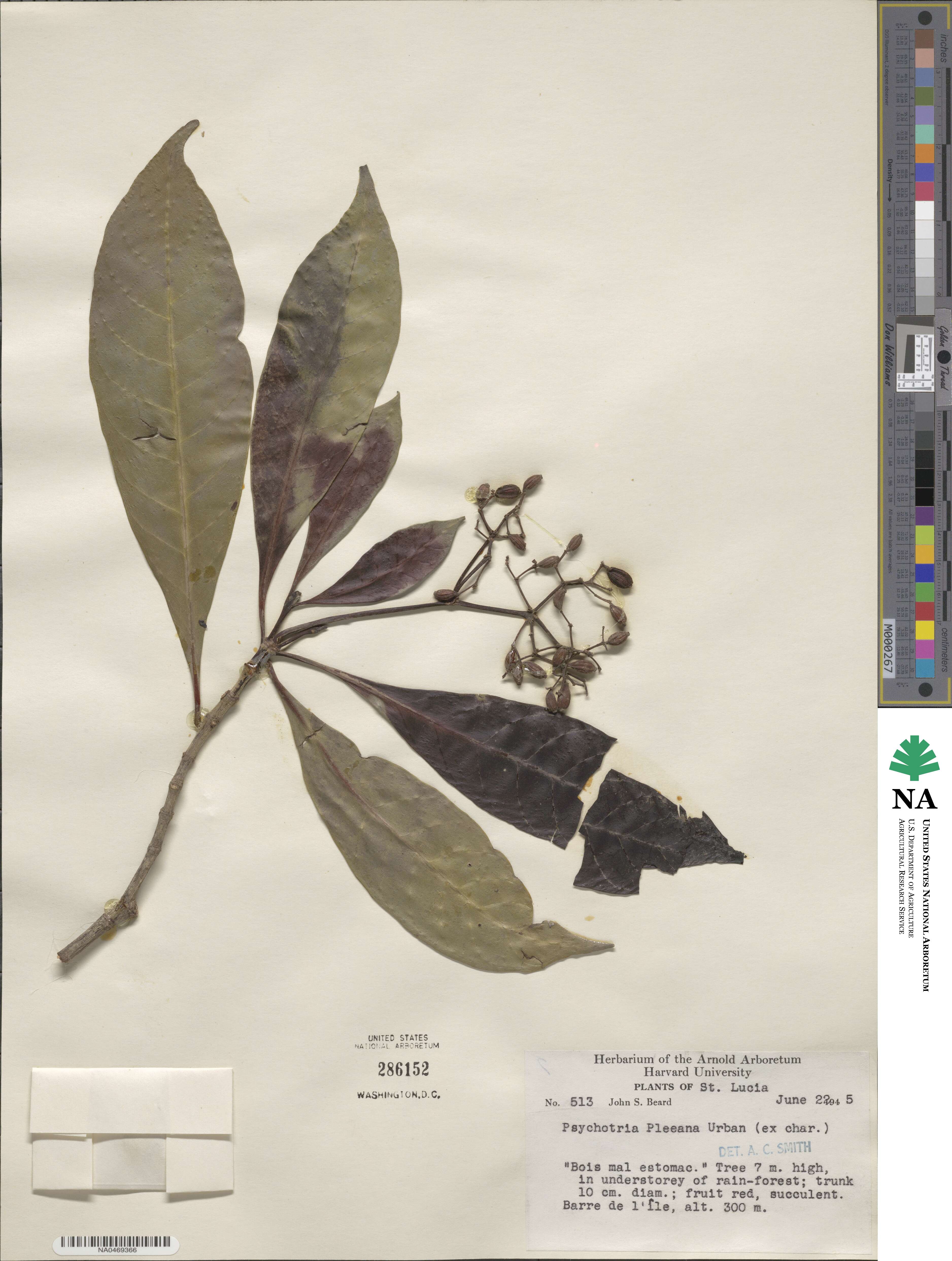 Psychotria pleeana image