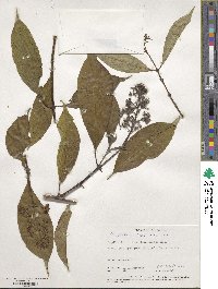 Psychotria tenuifolia image