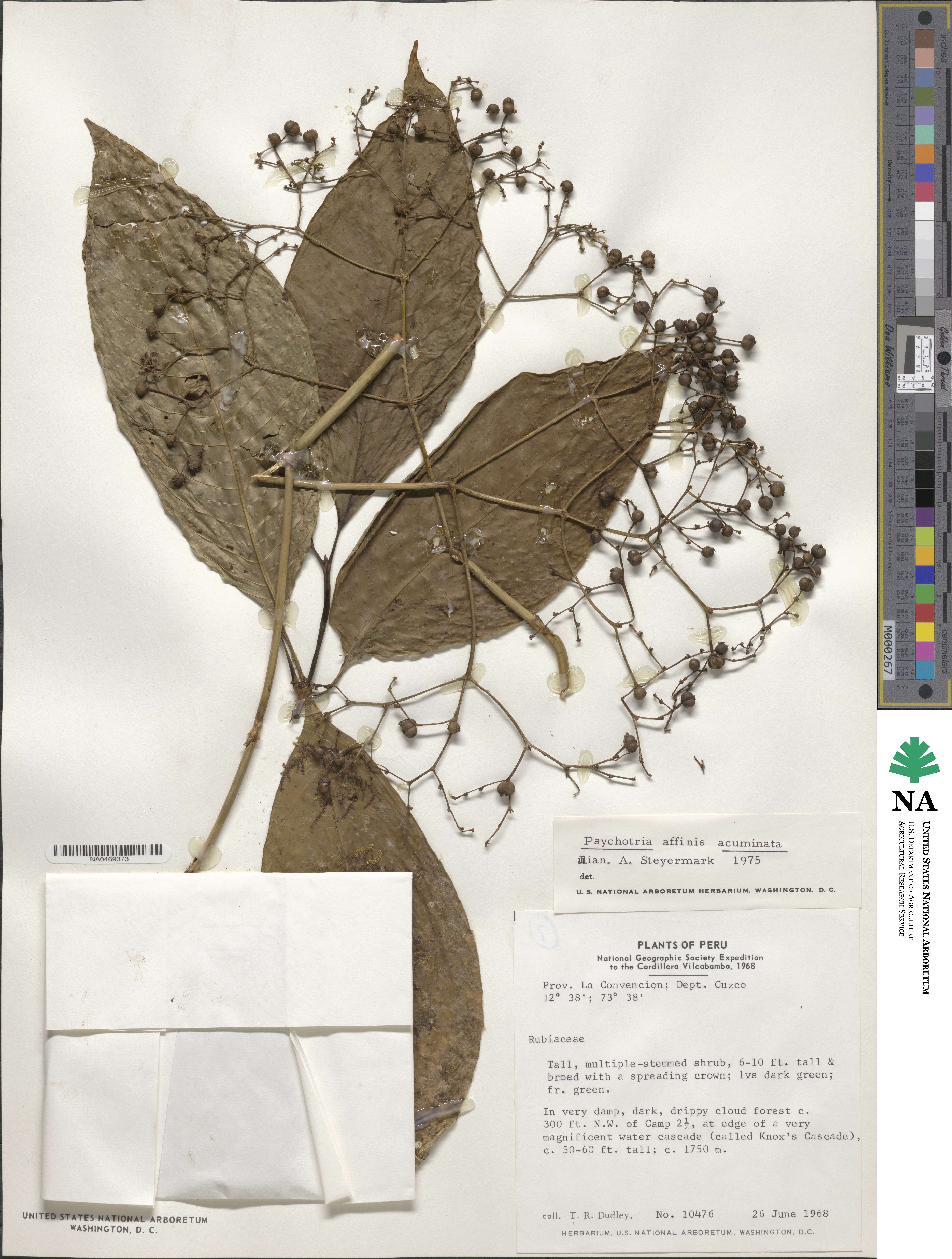 Palicourea acuminata image