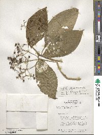 Palicourea acuminata image