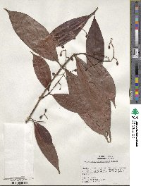 Psychotria remota image