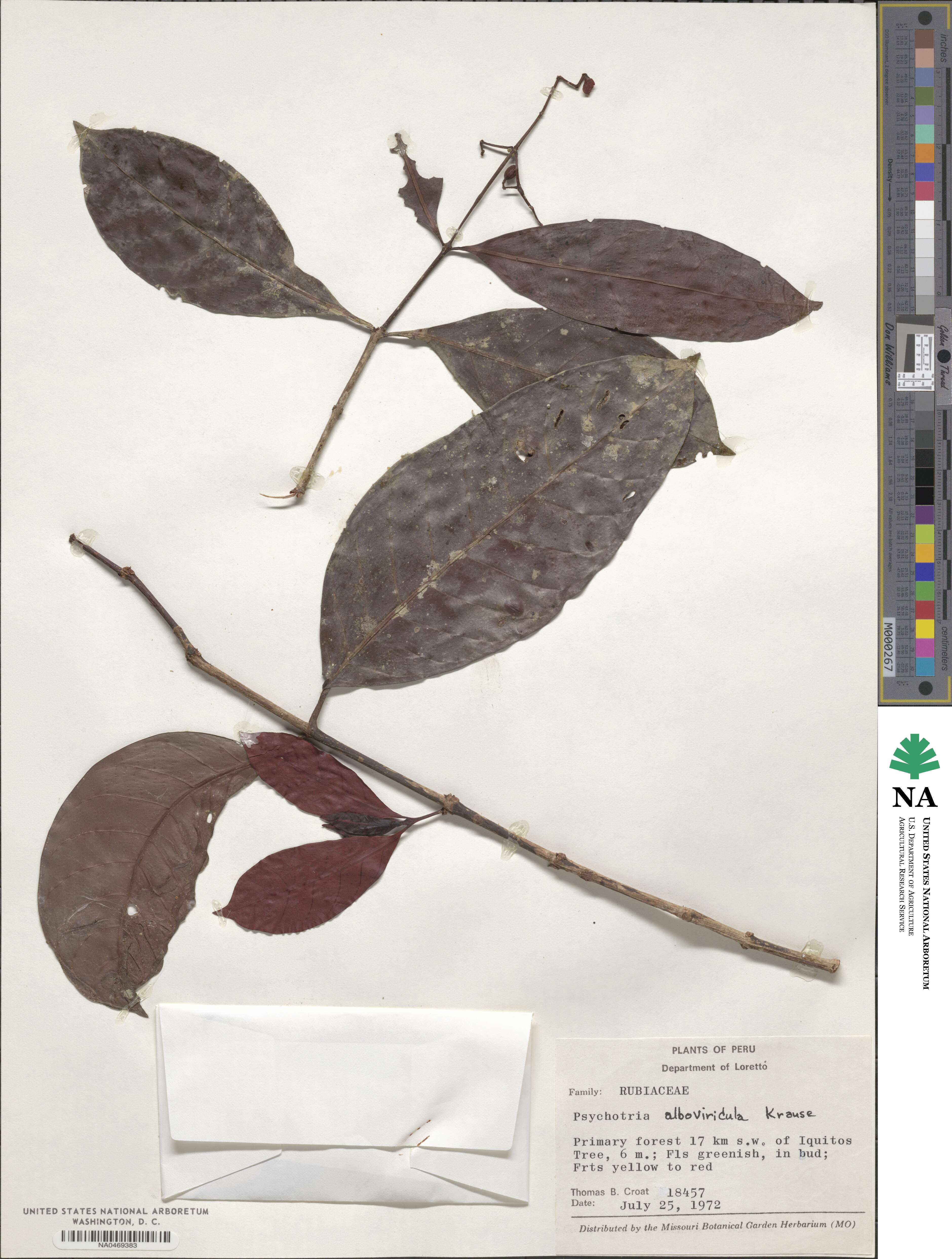 Psychotria remota image