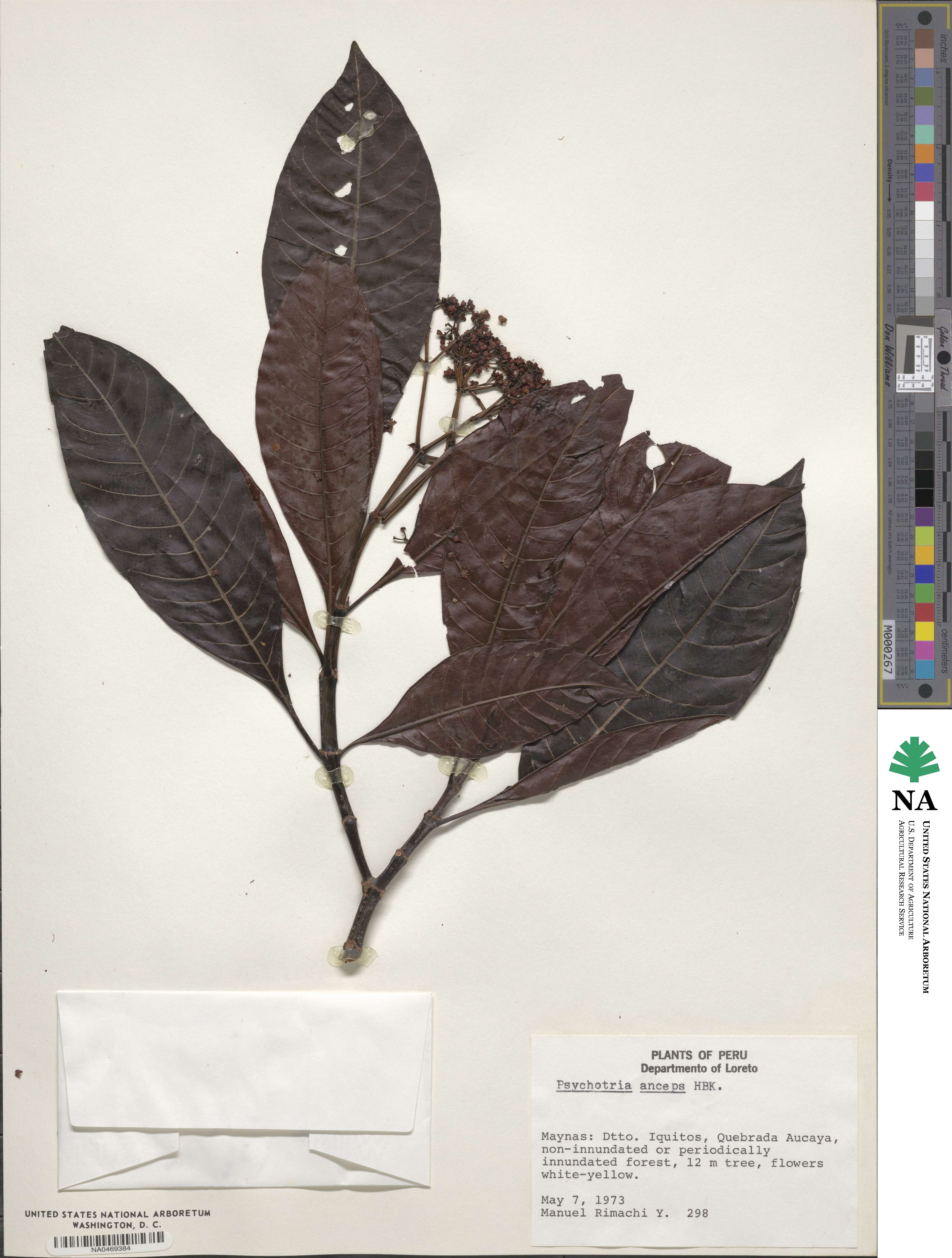 Psychotria anceps image