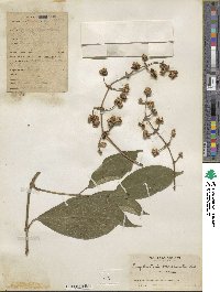 Psychotria brachiata image