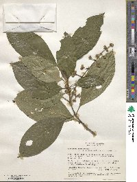 Psychotria brachiata image