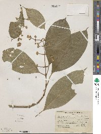 Psychotria brachiata image