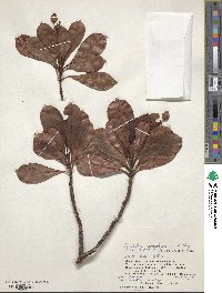 Psychotria homalosperma image