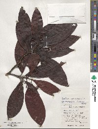 Psychotria rubra image