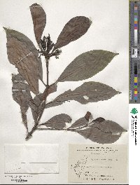 Psychotria rubra image