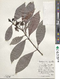 Psychotria rubra image