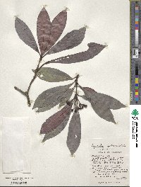 Psychotria rubra image