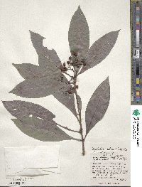 Psychotria rubra image