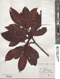 Psychotria rubra image