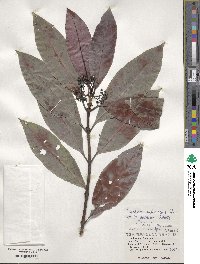 Psychotria rubra image