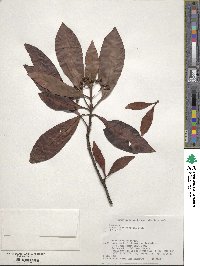 Psychotria rubra image