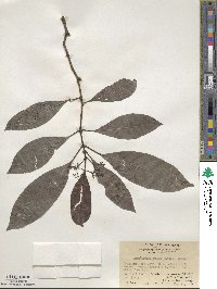 Psychotria rubra image