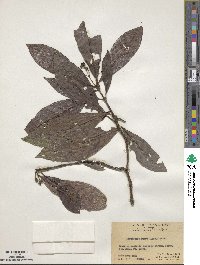 Psychotria rubra image