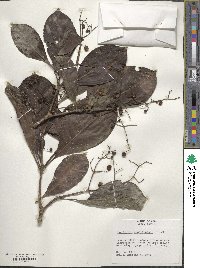 Psychotria pichisensis image