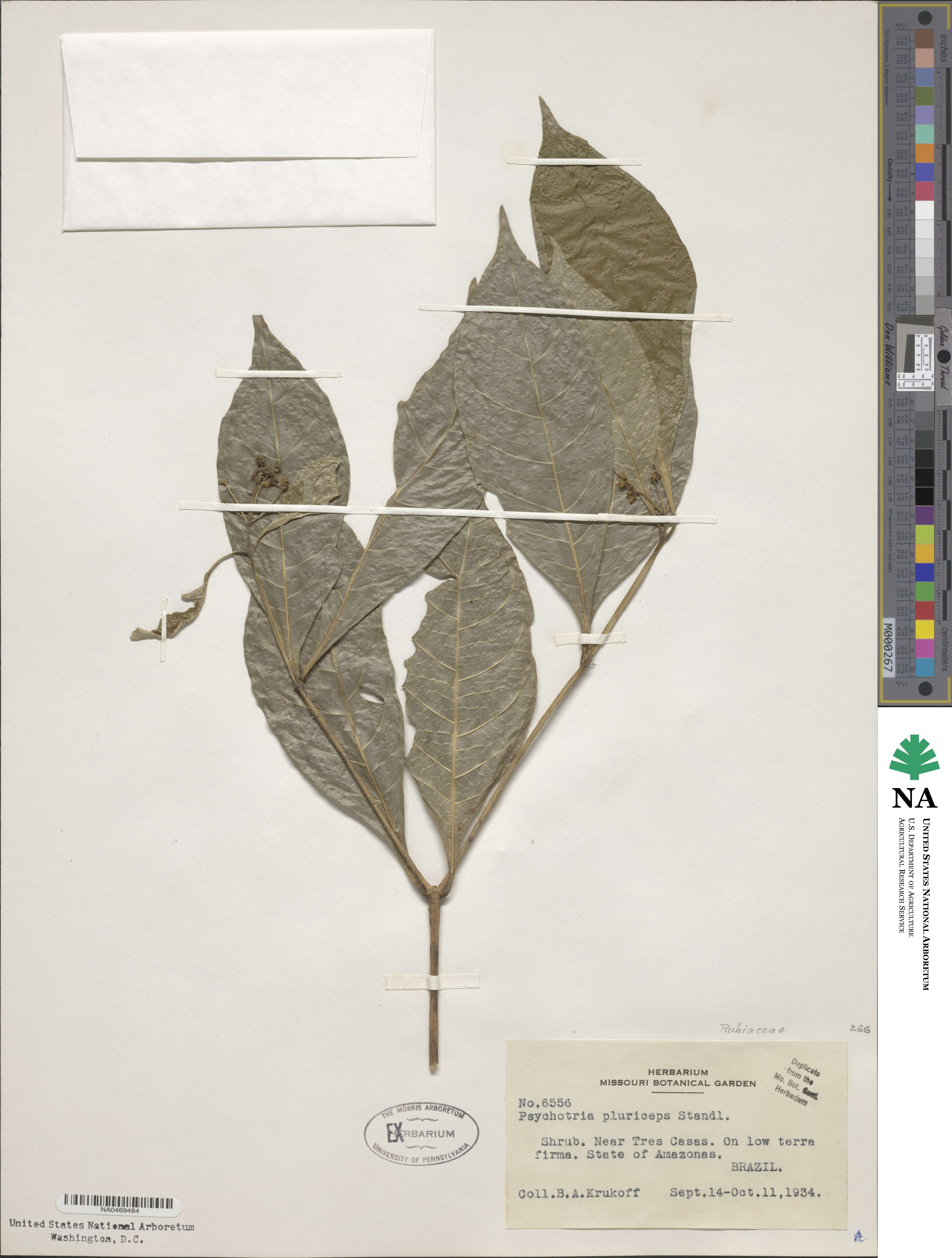 Psychotria pluriceps image