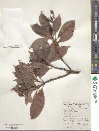 Psychotria homalosperma image