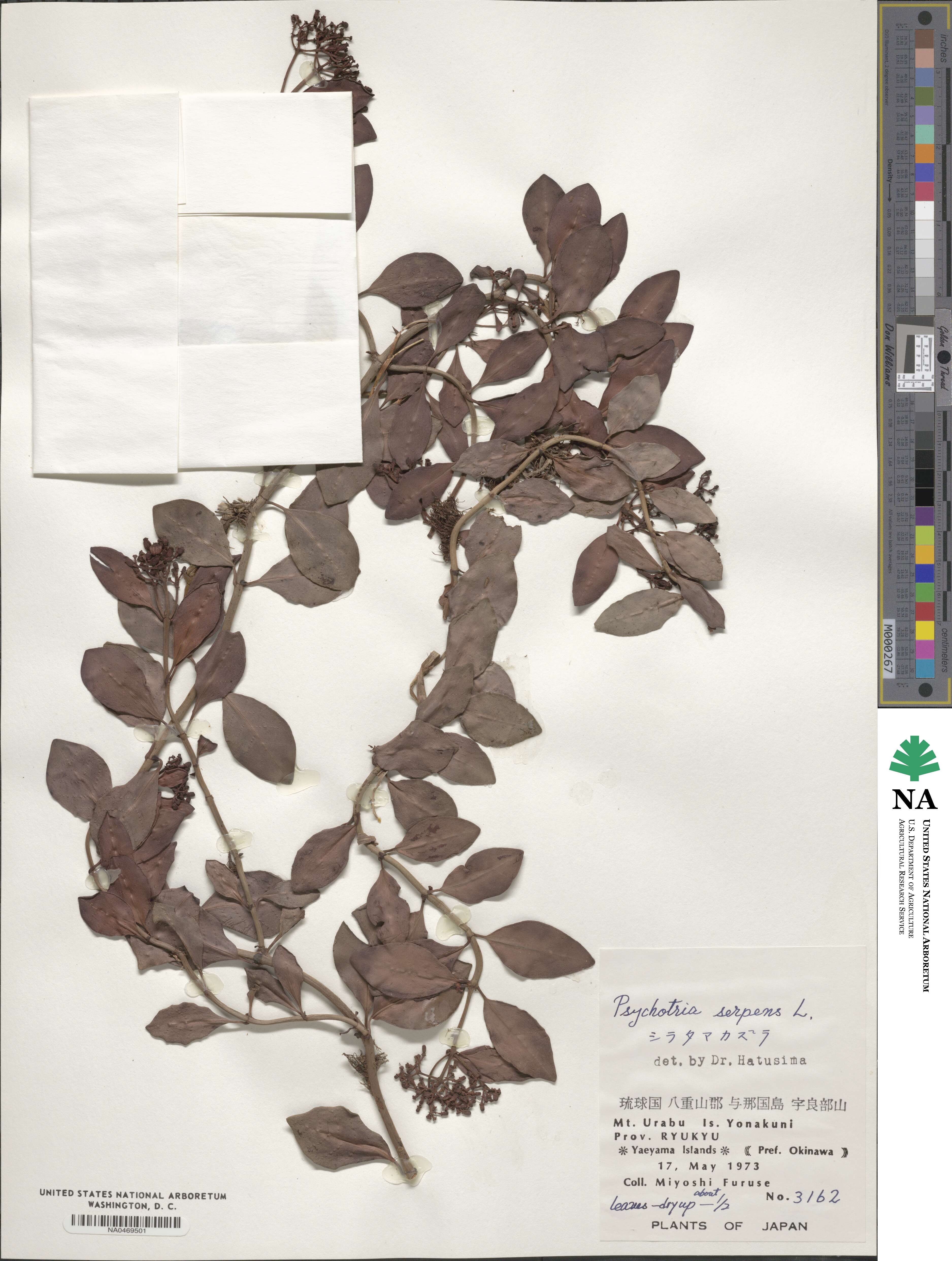 Psychotria serpens image