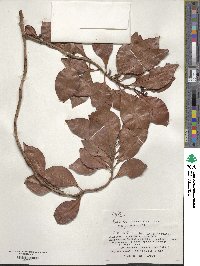 Psychotria boninensis image