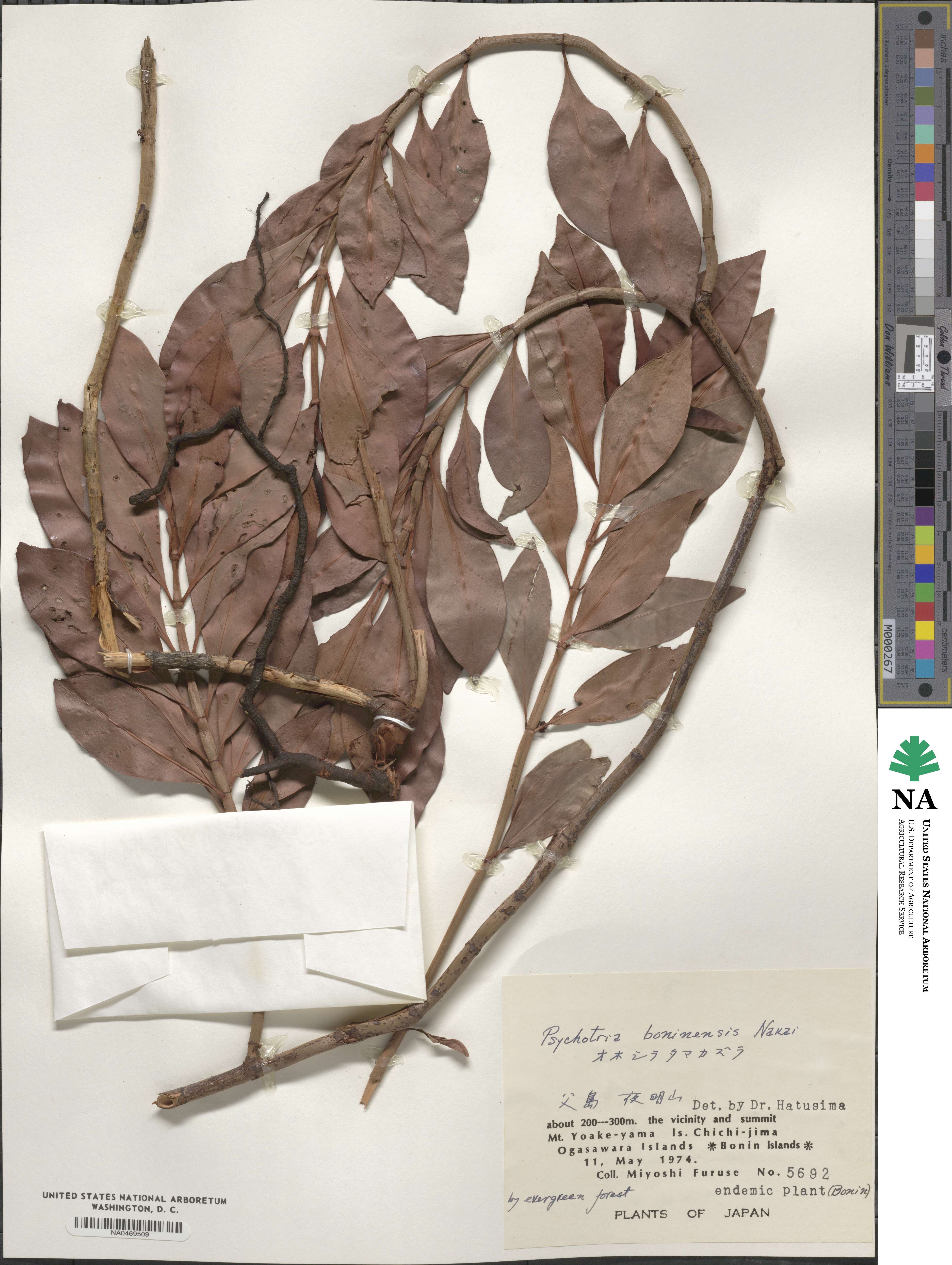 Psychotria boninensis image