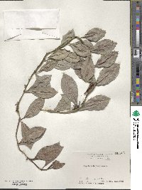 Psychotria boninensis image