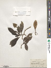 Psychotria congesta image