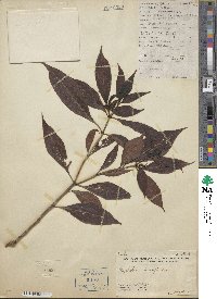 Psychotria henryi image