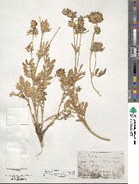 Anthyllis vulneraria image