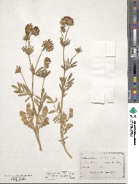 Anthyllis vulneraria image