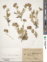 Anthyllis vulneraria image