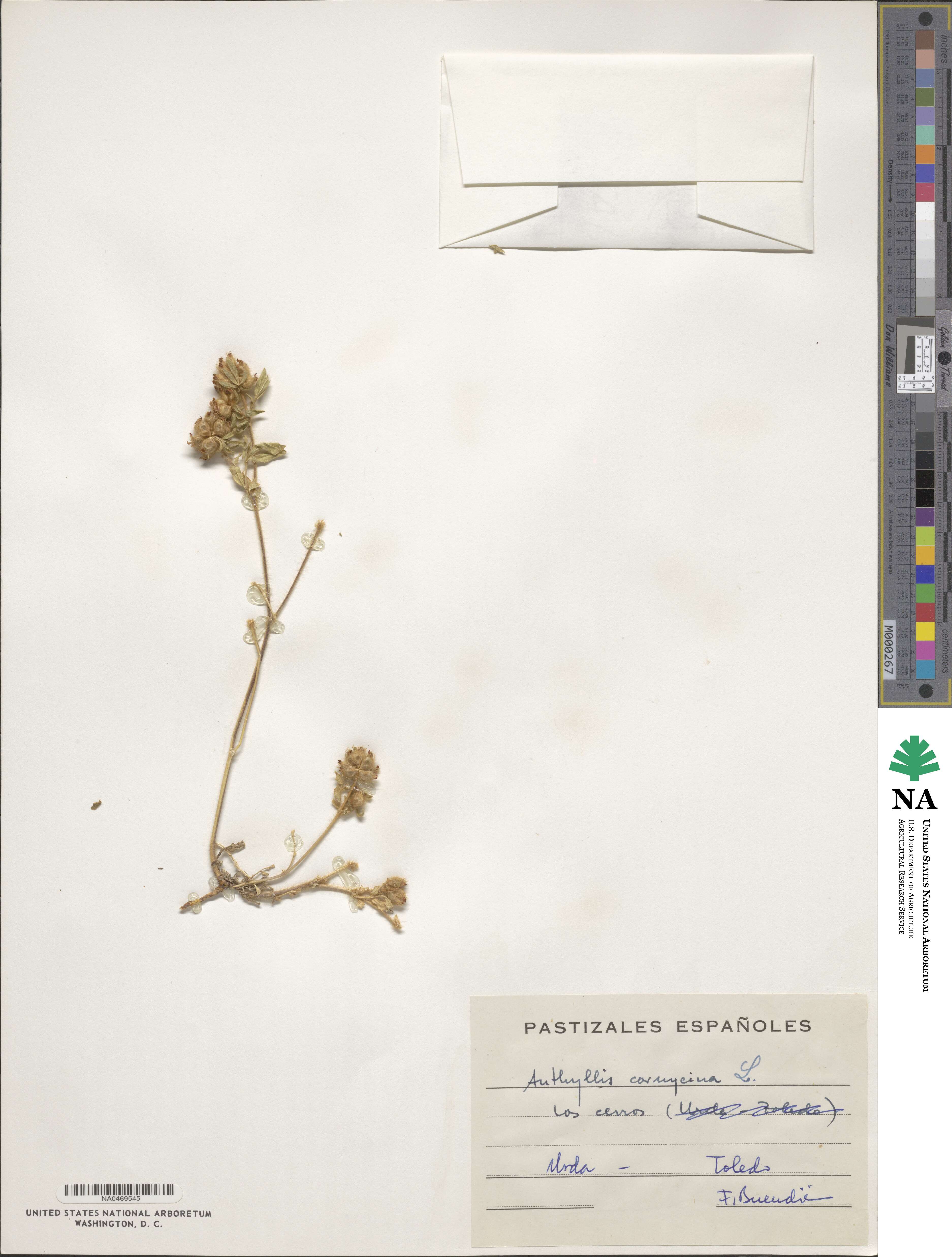 Anthyllis cornicina image