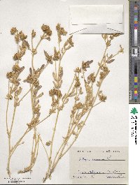 Anthyllis cornicina image
