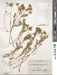 Anthyllis cornicina image