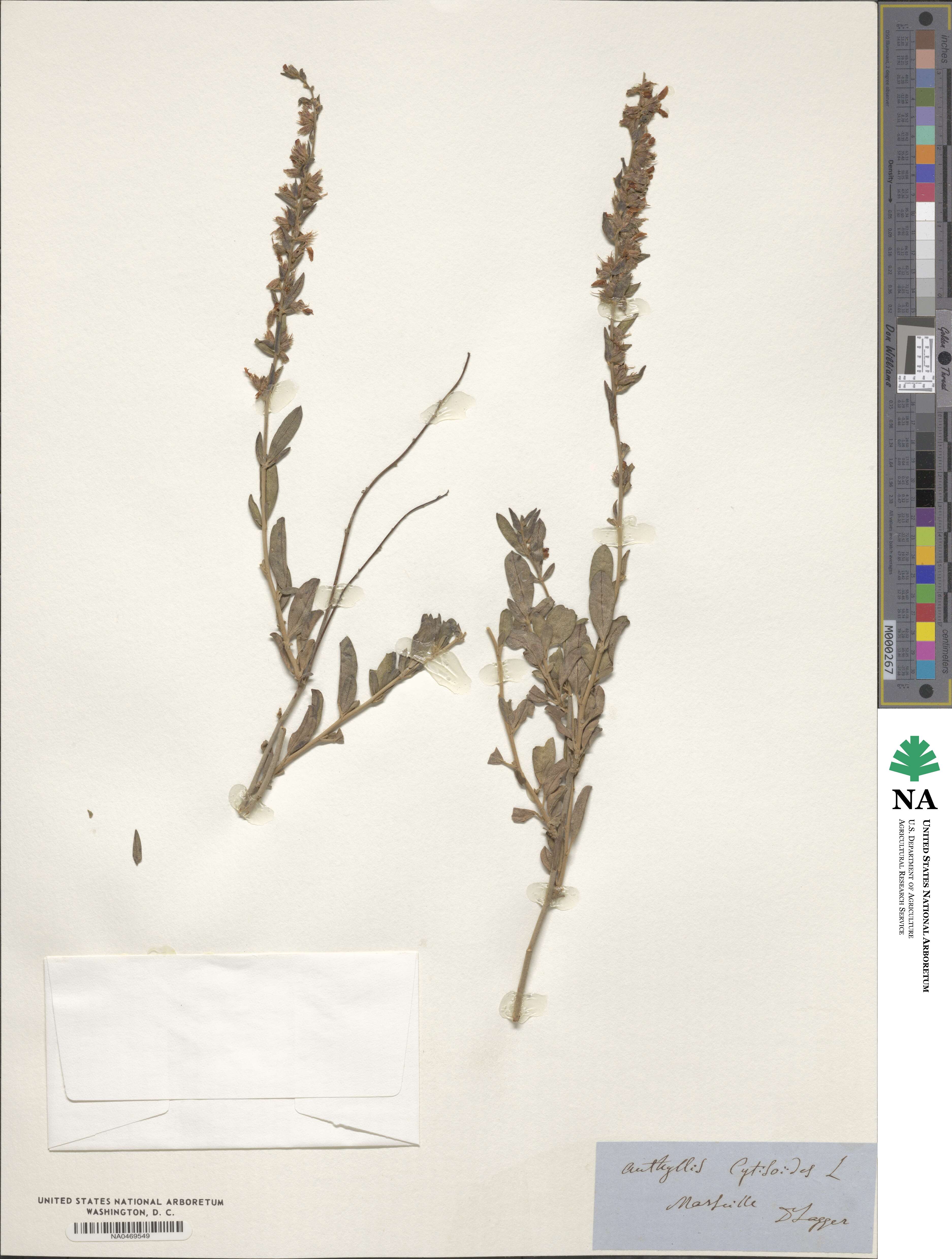 Anthyllis cytisoides image