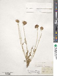 Anthyllis vulneraria subsp. rubriflora image