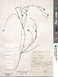 Anthyllis gerardii image