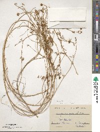 Anthyllis gerardii image