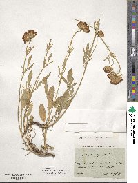 Anthyllis vulneraria image