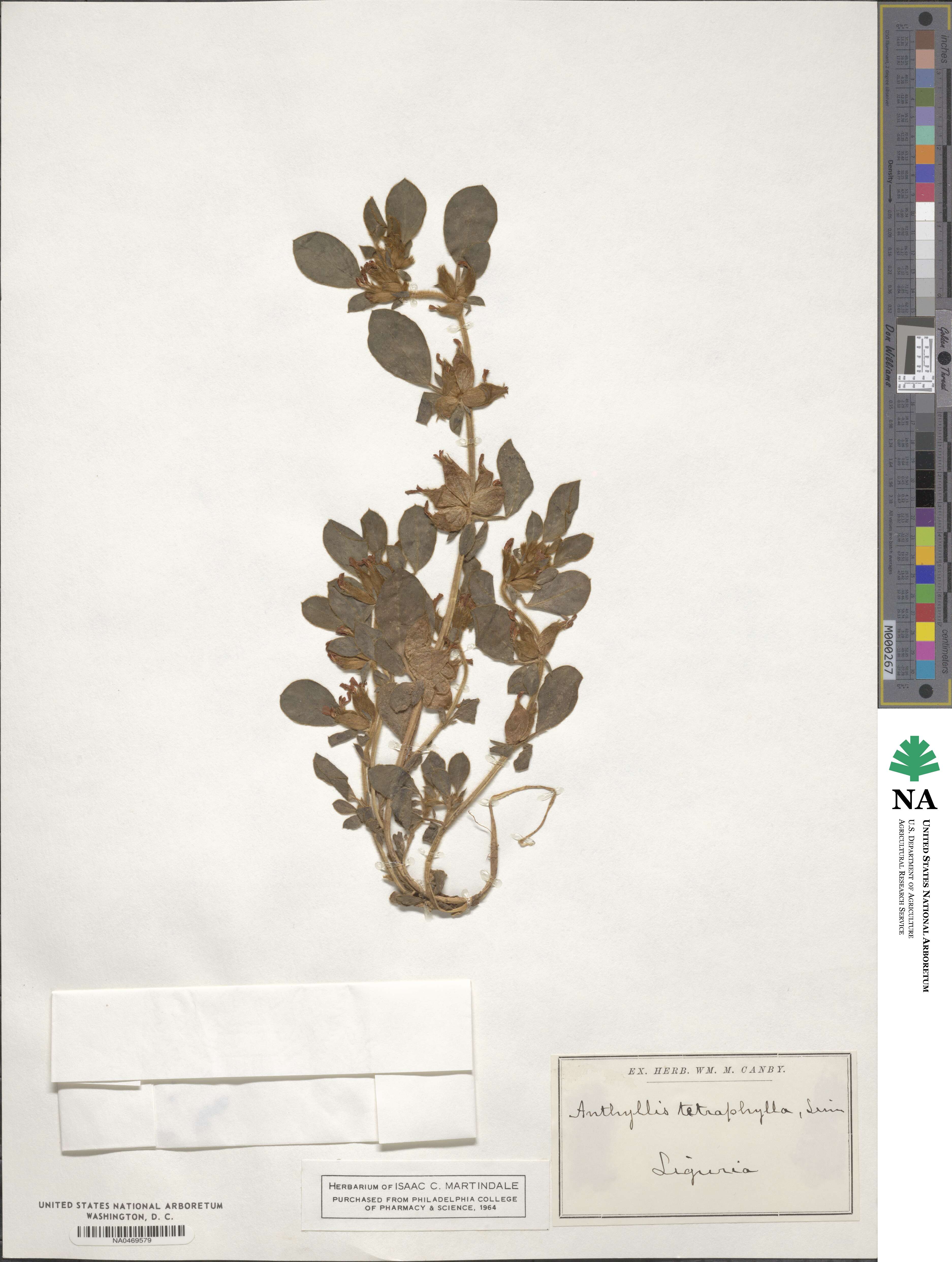 Tripodion tetraphyllum image