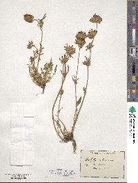 Anthyllis vulneraria image