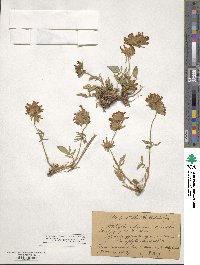 Anthyllis vulneraria image