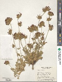 Anthyllis vulneraria image